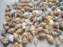 Sea Shells 50 pcs 3