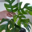 Seeds of Climbing Plant Rhaphidophora tetrasperma Mini Monstera 1000 pcs Houseplant with Split Green Leaves For Cultivation and Greenhouse 2