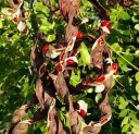 Seeds of Peacock Tree Adenanthera pavonina Red Sandalwood, 10 pcs, exotic tree with glossy red seeds, suitable for greenhouse planting and collectors 2