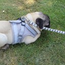 Sele til katte og små hunde C8777 3