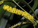 Semena Acacia auriculiformis, 20 ks, akácie ušatá, rychle rostoucí strom se zelenou převislou korunou, výsadba pro skleník a sběratele 3