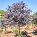 Semena Acacia baileyana Purpurea, 5 ks, akácie Baileyova s purpurově fialovým olistěním, okrasný strom pro zahradu, terasu a sběratele 1