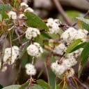 Semená Blahovičníku Eucalyptus Alpina Blahovičník Alpský 20 ks Biele Kvety Zelené Listy Okrasný Strom Pre Pestovanie Doma I Na Záhradu 1
