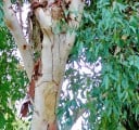 Semená Blahovičníku Eucalyptus Camaldulensis Blahovičník Kamaldulský 600 ks Zelené Listy Svetlá Kôra Okrasný Strom Pre Pestovanie Na Záhradu 2