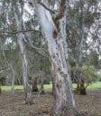 Semená Blahovičníku Eucalyptus Camaldulensis Blahovičník Kamaldulský 600 ks Zelené Listy Svetlá Kôra Okrasný Strom Pre Pestovanie Na Záhradu 4