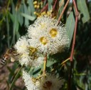 Semena Blahovičníku Eucalyptus Camaldulensis Blahovičník Kamaldulský 600 ks Zelené Listy Světlá Kůra Okrasný Strom Pro Pěstování Na Zahradu 1