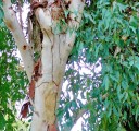 Semena Blahovičníku Eucalyptus Camaldulensis Blahovičník Kamaldulský 600 ks Zelené Listy Světlá Kůra Okrasný Strom Pro Pěstování Na Zahradu 2