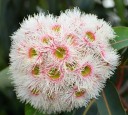 Semena Blahovičníku Eucalyptus Camaldulensis Blahovičník Kamaldulský 600 ks Zelené Listy Světlá Kůra Okrasný Strom Pro Pěstování Na Zahradu 3