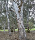 Semena Blahovičníku Eucalyptus Camaldulensis Blahovičník Kamaldulský 600 ks Zelené Listy Světlá Kůra Okrasný Strom Pro Pěstování Na Zahradu 4