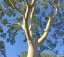 Semena Blahovičníku Eucalyptus Citriodora Blahovičník Citroníkový 1000 ks Zelené Listy Světlá Kůra Okrasný Strom Pro Pěstování Na Zahradu 2