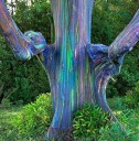 Semena Blahovičníku Eucalyptus Deglupta Blahovičník Duhový 100 ks Duhová Kůra Zelené Listy Okrasný Strom Pro Pěstování Na Zahradu 2