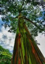 Semena Blahovičníku Eucalyptus Deglupta Blahovičník Duhový 10000 ks Duhová Kůra Zelené Listy Okrasný Strom Pro Pěstování Na Zahradu 3