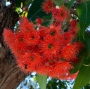 Semena Blahovičníku Eucalyptus Ficifolia Blahovičník Červenokvětý 25 ks Červené Květy Zelené Listy Okrasný Strom Pro Pěstování Na Zahradu 1