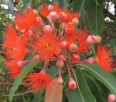 Semena Blahovičníku Eucalyptus Ficifolia Blahovičník Červenokvětý 25 ks Červené Květy Zelené Listy Okrasný Strom Pro Pěstování Na Zahradu 2