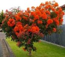 Semena Blahovičníku Eucalyptus Ficifolia Blahovičník Červenokvětý 25 ks Červené Květy Zelené Listy Okrasný Strom Pro Pěstování Na Zahradu 3