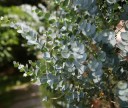 Semena Blahovičníku Eucalyptus Gamophylla 10 ks Stříbřitě Modrozelené Listy Okrasný Strom Eukalyptus Pro Pěstování Doma I Na Zahradu 2
