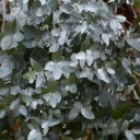 Semena Blahovičníku Eucalyptus Gamophylla 20 ks Stříbřitě Modrozelené Listy Okrasný Strom Eukalyptus Pro Pěstování Doma I Na Zahradu 1
