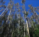 Semena Blahovičníku Eucalyptus Globulus Blahovičník Kulatoplodý 50 ks Bílé Květy Zelené Listy Okrasný Strom Pro Pěstování Na Zahradu 2