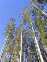 Semena Blahovičníku Eucalyptus Grandis Blahovičník Velký 100 ks Zelené Listy Světlá Kůra Vysoký Okrasný Strom Pro Pěstování Na Zahradu 2
