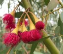 Semena Blahovičníku Eucalyptus Leucoxylon Megalocarpa 50 ks Růžovočervené Květy Zelené Listy Okrasný Strom Pro Pěstování Na Zahradu 2