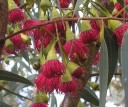 Semena Blahovičníku Eucalyptus Leucoxylon Megalocarpa 50 ks Růžovočervené Květy Zelené Listy Okrasný Strom Pro Pěstování Na Zahradu 3