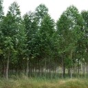 Semena Blahovičníku Eucalyptus Pellita 20 ks Krémově Bílé Květy Zelené Listy Vysoký Okrasný Strom Pro Pěstování Doma I Na Zahradu 2