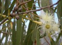 Semena Blahovičníku Eucalyptus Tereticornis 1000 ks Zelené Listy Bílá Kůra Vysoký Okrasný Strom Eukalyptus Pro Pěstování Na Zahradu 2