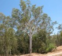 Semena Blahovičníku Eucalyptus Tereticornis 20 ks Zelené Listy Bílá Kůra Vysoký Okrasný Strom Eukalyptus Pro Pěstování Na Zahradu 2