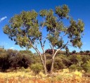 Semena Blahovičníku Eucalyptus Terminalis 10 ks Zelené Listy Světlá Kůra Okrasný Strom Eukalyptus Pro Pěstování Doma I Na Zahradu 2