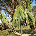 Semena Blahovičníku Eucalyptus Viminalis 50 ks Zelené Listy Světlá Kůra Vysoký Okrasný Strom Eukalyptus Pro Pěstování Na Zahradu 2