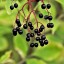 Semena černého bezu pěstování uvnitř, venku, v květináčích, na záhonech bezinka snadné pěstování Bez černý semínka 10 ks 2