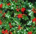 Semena Cesmíny Ilex Aquifolium Cesmína Ostrolistá 100 ks Červené Plody Lesklé Zelené Listy Okrasný Keř Pro Výsadbu Na Zahradu I Plot 2