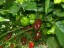Semená Chocolate habanero Čokoládová paprika semienka 20 ks Jednoduché pestovanie vo vnútri aj vonku 3
