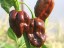 Semena Chocolate habanero Čokoládová paprika semínka 20 ks Snadné pěstování uvnitř i venku 2