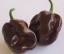 Semena Chocolate habanero Čokoládová paprika semínka 20 ks Snadné pěstování uvnitř i venku 4