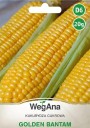 Semena cukrové kukuřice Golden Bantam, balení cca 90 ks, tradiční žlutá heirloom odrůda se sladkou chutí pro zahradu 2