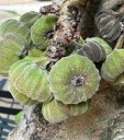 Semena Fíkovníku Ficus Auriculata 20 ks Velké Zelené Listy Zelené Plody Okrasný Strom Pokojová Rostlina Pro Pěstování V Bytě I Na Zahradu 2