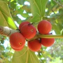 Semena Fíkovníku Ficus Benghalensis Fíkovník Bengálský 1000 ks Zelené Listy Bonsai Okrasný Strom Pokojová Rostlina Pro Pěstování V Bytě 2