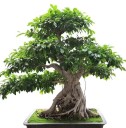 Semena Fíkovníku Ficus Benghalensis Fíkovník Bengálský 200 ks Zelené Listy Bonsai Okrasný Strom Pokojová Rostlina Pro Pěstování V Bytě 1