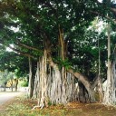 Semena Fíkovníku Ficus Benghalensis Fíkovník Bengálský 200 ks Zelené Listy Bonsai Okrasný Strom Pokojová Rostlina Pro Pěstování V Bytě 3