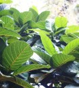 Semena Fíkovníku Ficus Habrophylla 10 ks Velké Zelené Listy Okrasný Strom Pokojová Rostlina Bonsai Pro Pěstování V Bytě I Na Zahradu 2