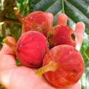Semena Fíkovníku Ficus Habrophylla 5 ks Velké Zelené Listy Okrasný Strom Pokojová Rostlina Bonsai Pro Pěstování V Bytě I Na Zahradu 3