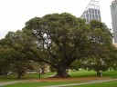 Semena Fíkovníku Ficus Obliqua 10 ks Zelené Listy Mohutný Okrasný Strom Bonsai Pokojová Rostlina Pro Pěstování V Bytě I Na Zahradu 2