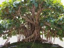 Semena Fíkovníku Ficus Obliqua 10 ks Zelené Listy Mohutný Okrasný Strom Bonsai Pokojová Rostlina Pro Pěstování V Bytě I Na Zahradu 5