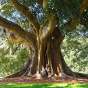 Semena Fíkovníku Ficus Obliqua 20 ks Zelené Listy Mohutný Okrasný Strom Bonsai Pokojová Rostlina Pro Pěstování V Bytě I Na Zahradu 1