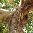 Semena Fíkovníku Ficus Obliqua 20 ks Zelené Listy Mohutný Okrasný Strom Bonsai Pokojová Rostlina Pro Pěstování V Bytě I Na Zahradu 3