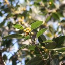 Semena Fíkovníku Ficus Obliqua 50 ks Zelené Listy Mohutný Okrasný Strom Bonsai Pokojová Rostlina Pro Pěstování V Bytě I Na Zahradu 4