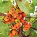 Semena Fíkovníku Ficus Racemosa 20 ks Zelené Až Červené Plody Okrasný Strom Bonsai Pokojová Rostlina Pro Pěstování V Bytě I Na Zahradu 2