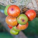 Semena Fíkovníku Ficus Racemosa 20 ks Zelené Až Červené Plody Okrasný Strom Bonsai Pokojová Rostlina Pro Pěstování V Bytě I Na Zahradu 5