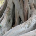Semena Fíkovníku Ficus Racemosa 50 ks Zelené Až Červené Plody Okrasný Strom Bonsai Pokojová Rostlina Pro Pěstování V Bytě I Na Zahradu 3